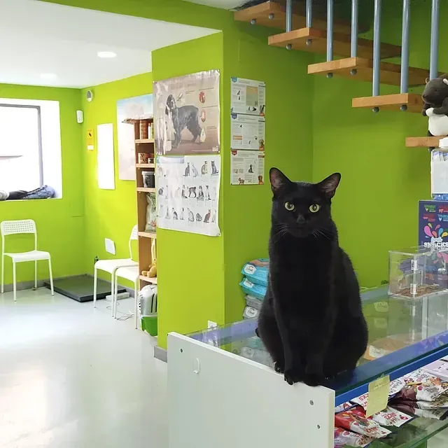 Un gato negro está sentado en un mostrador en una habitación con paredes verdes.