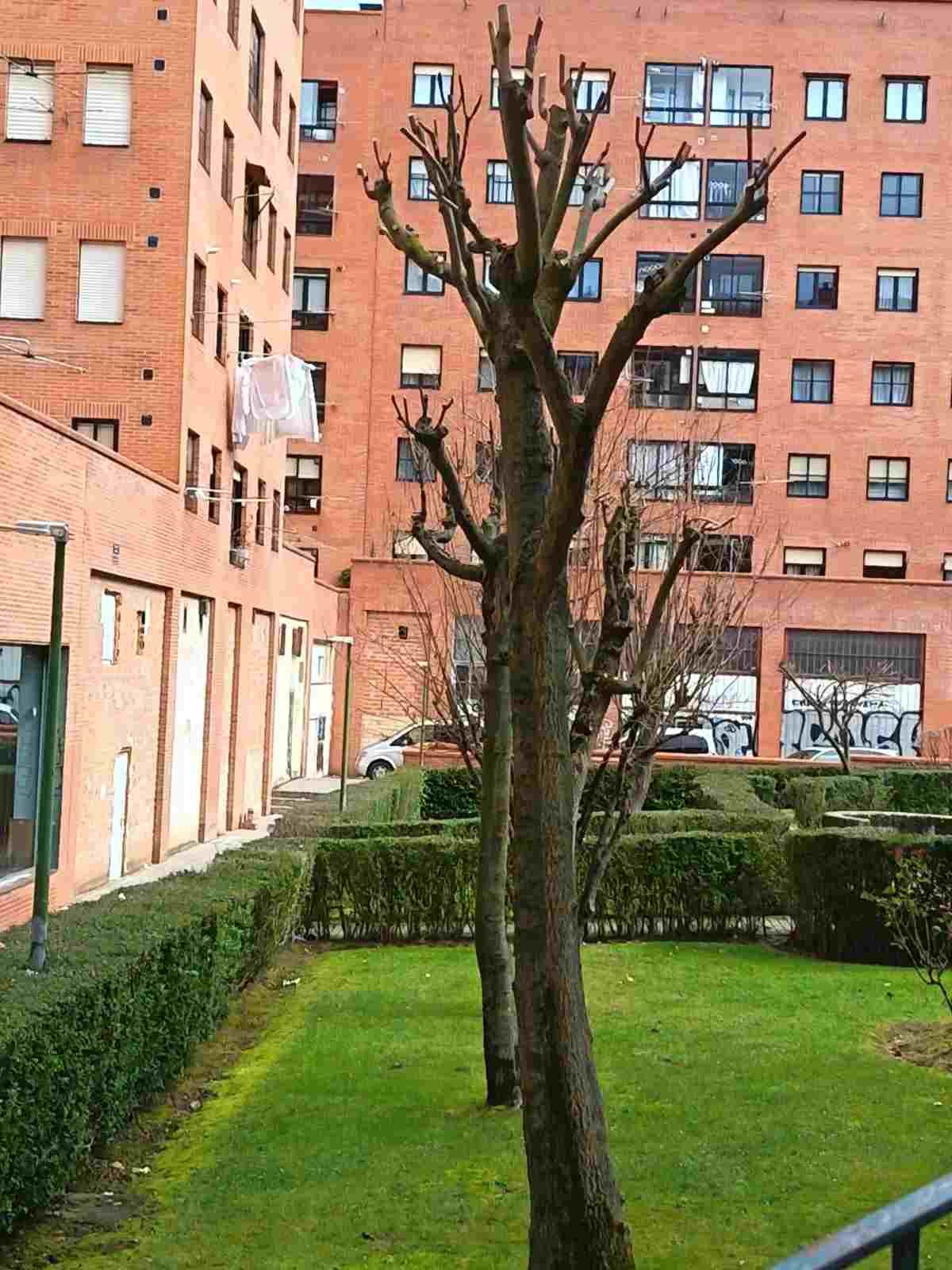 Patio con un árbol sin hojas, césped verde y edificios de apartamentos de ladrillo al fondo.