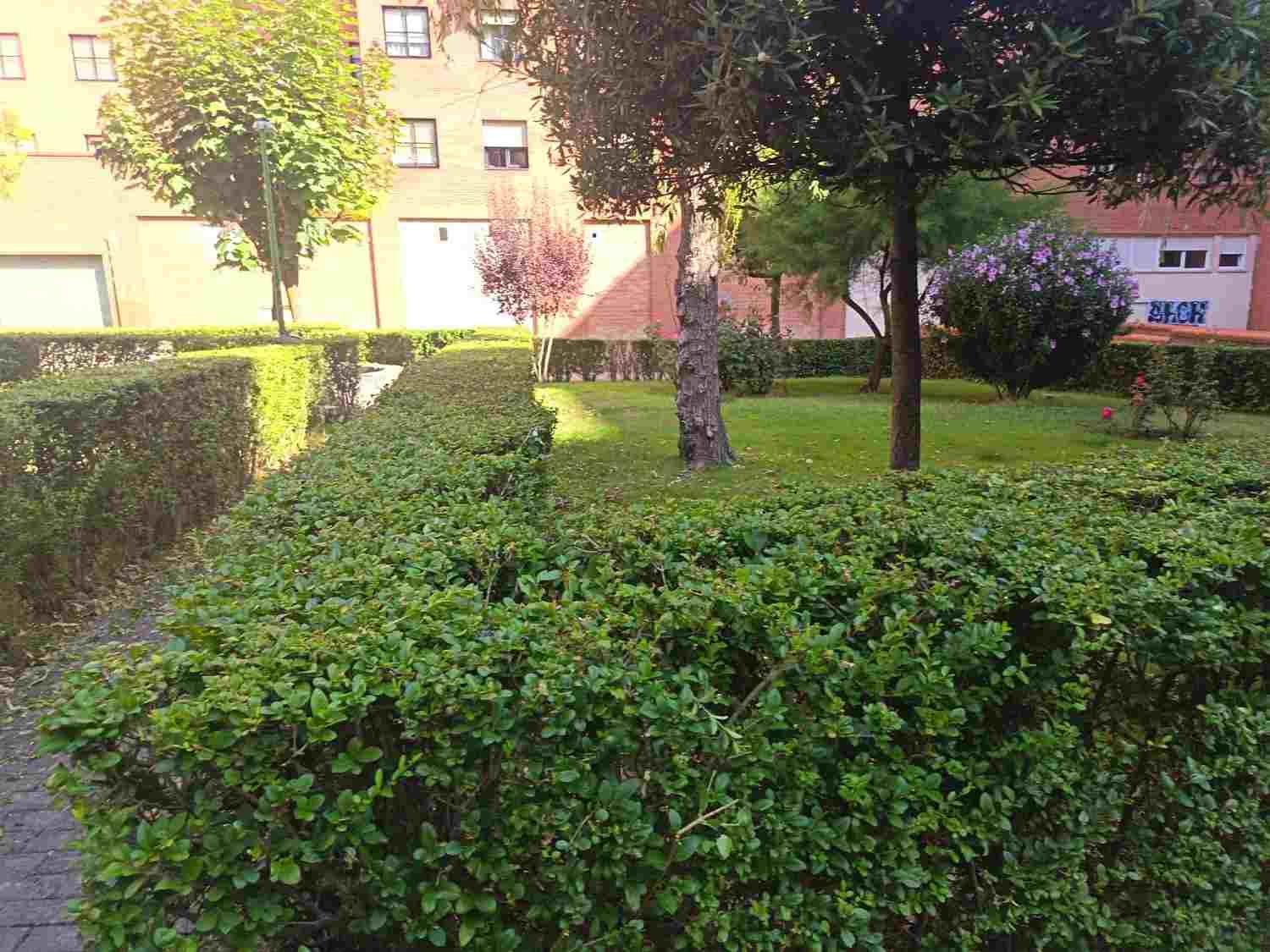 Patio ajardinado soleado con setos recortados, árboles y edificios de apartamentos al fondo.