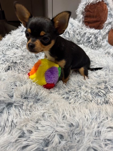 teddy - chihuahua | Vincent Bourdin Sàrl