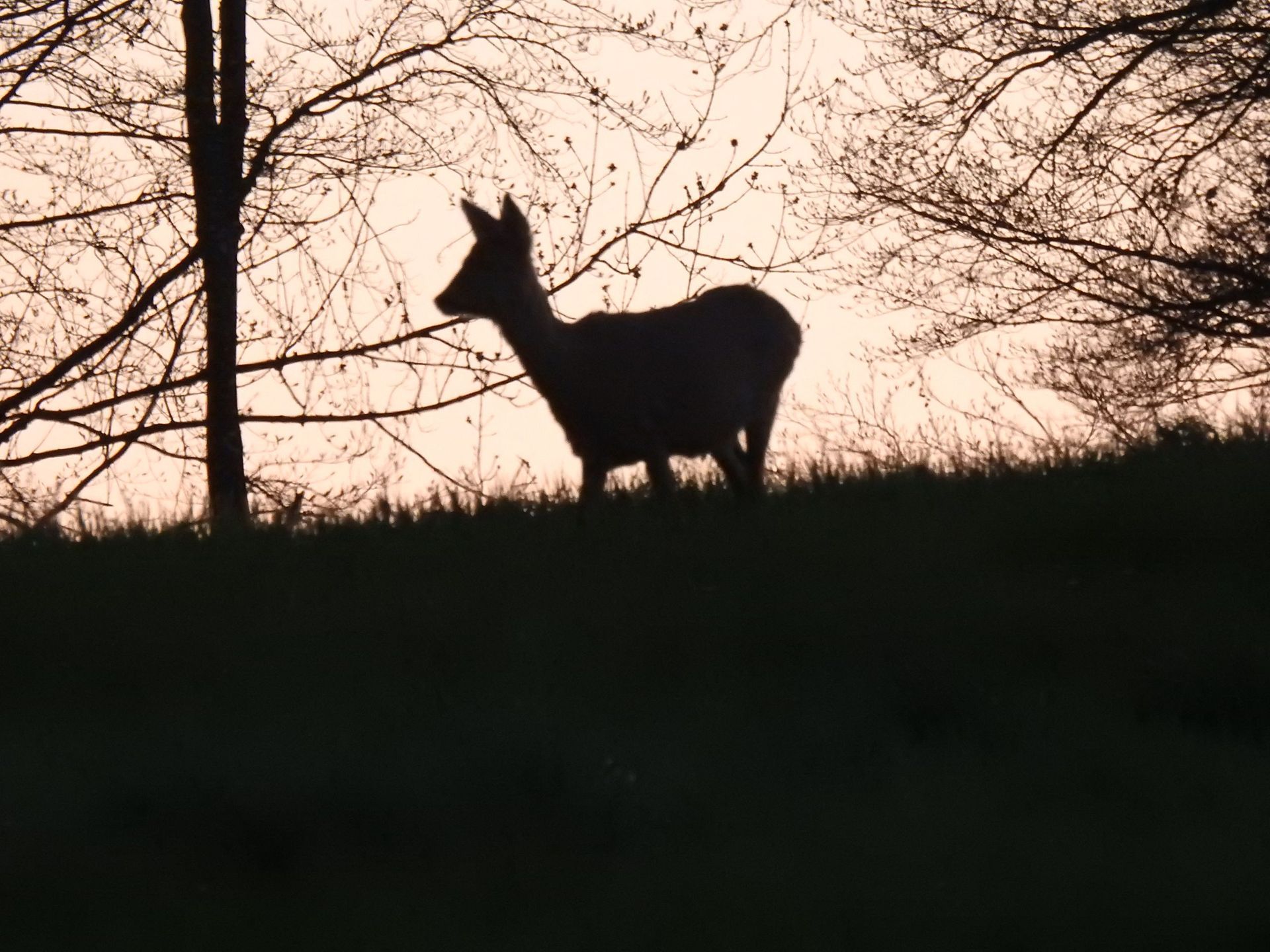 Restaurant Bären GmbH