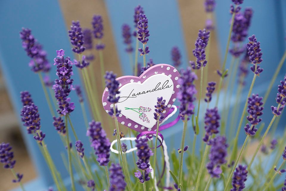 Lavendel