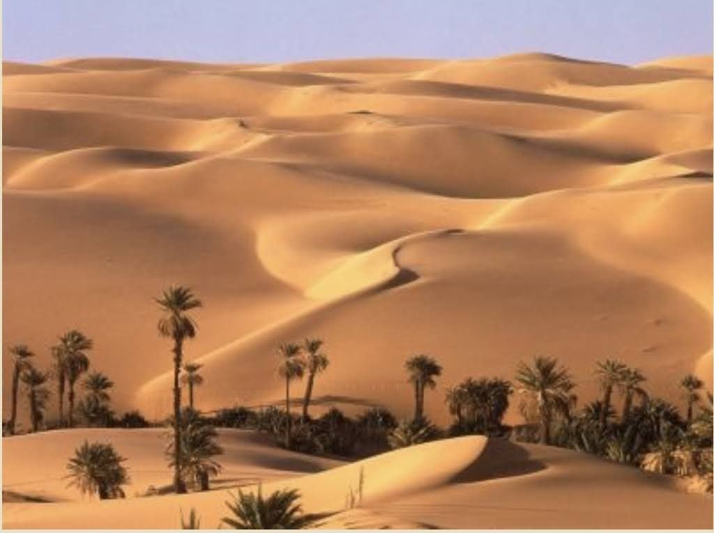 Paisaje desértico con dunas de arena y palmeras.