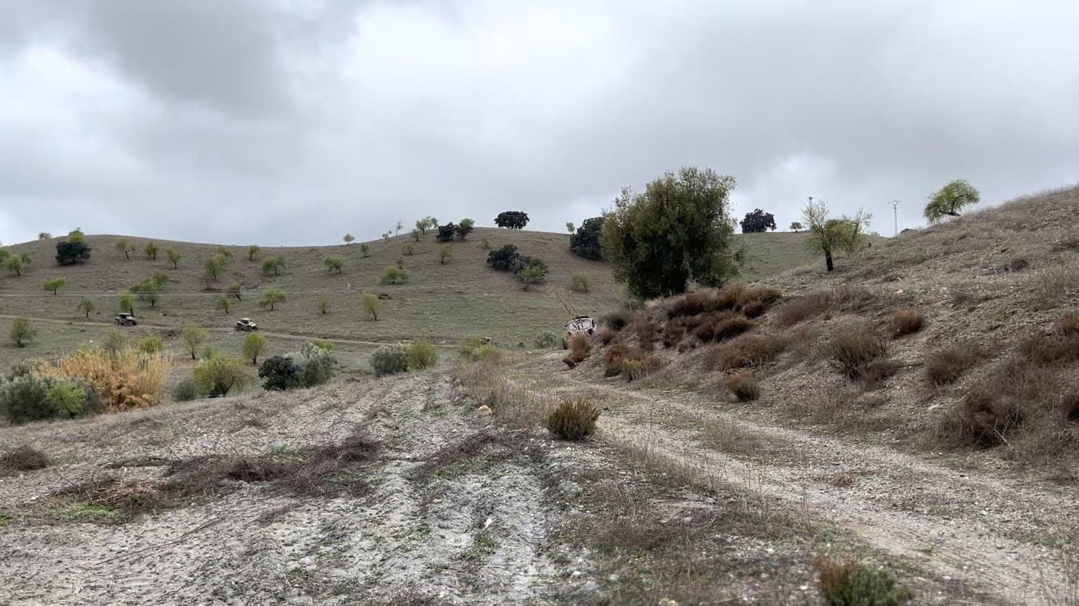 Ladera ondulada con vegetación escasa y árboles dispersos bajo un cielo nublado.