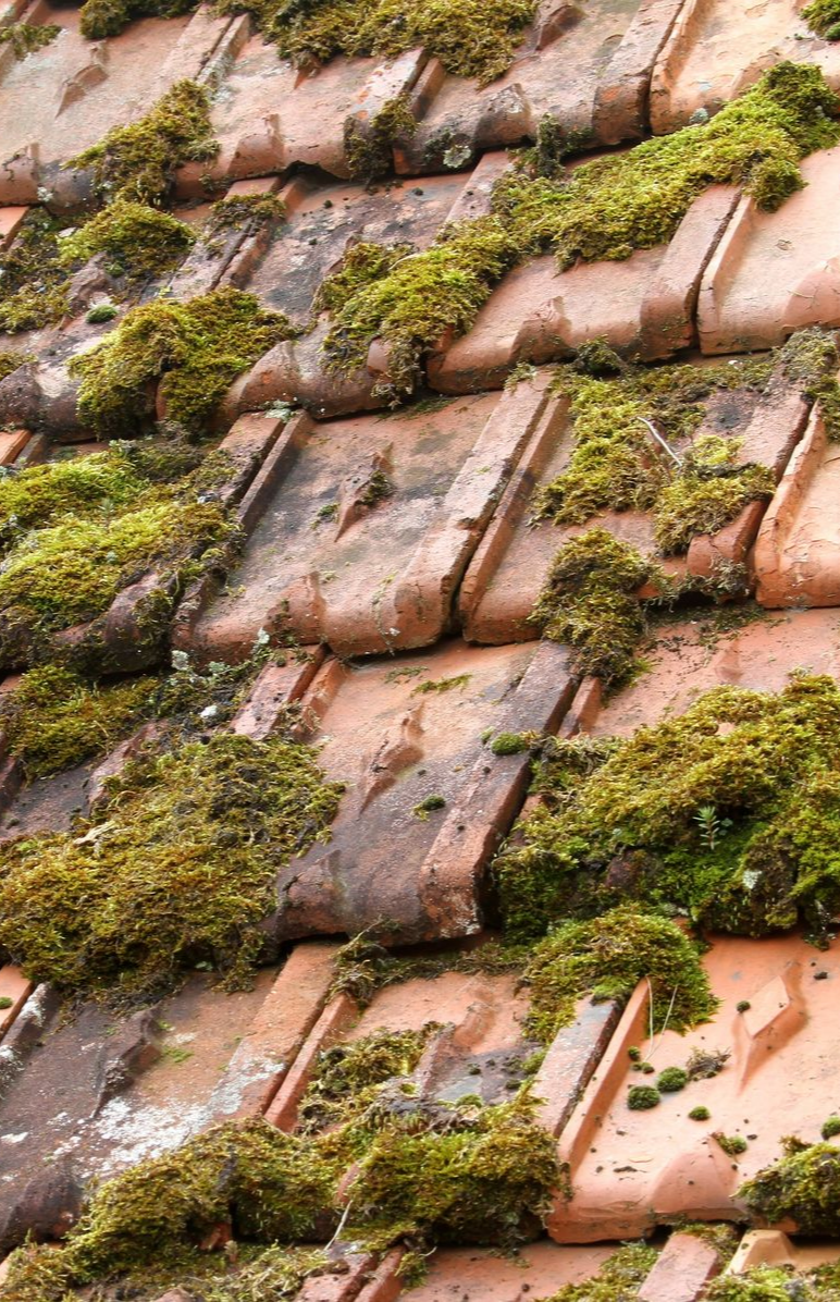 De la mousse pousse sur des tuiles de toit en terre cuite, usées par le temps.