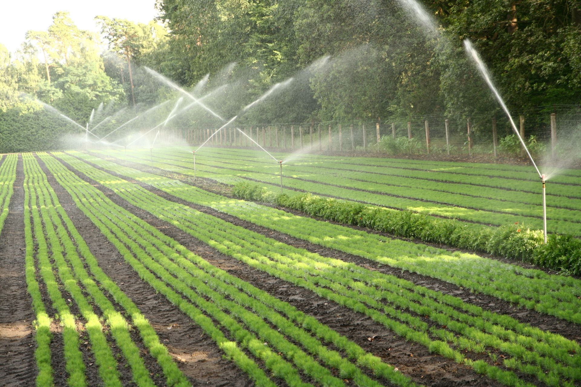 Arrosage automatique d'un champ de salade