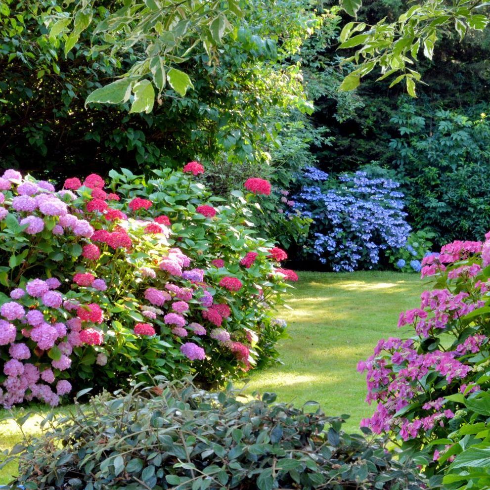 Jardin d'hortensias