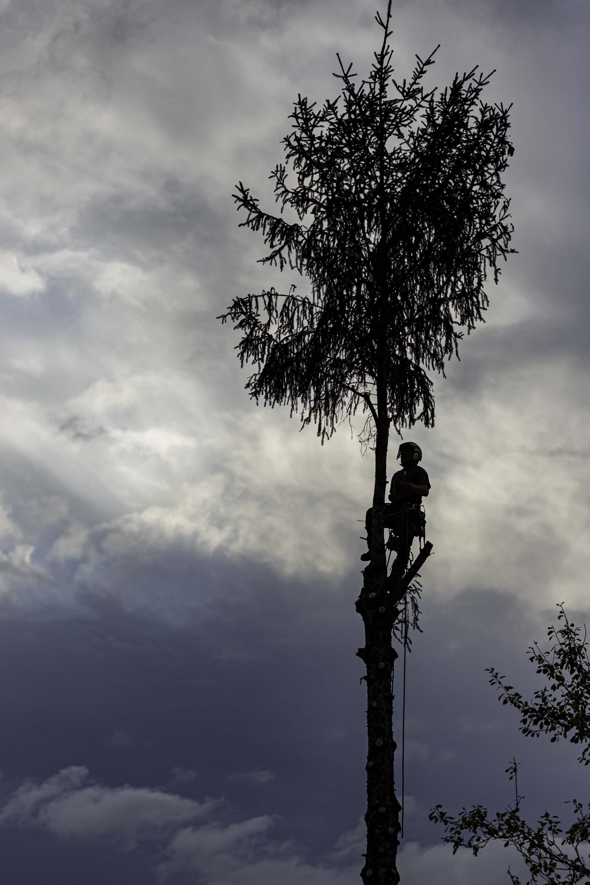démontage abattage 2
