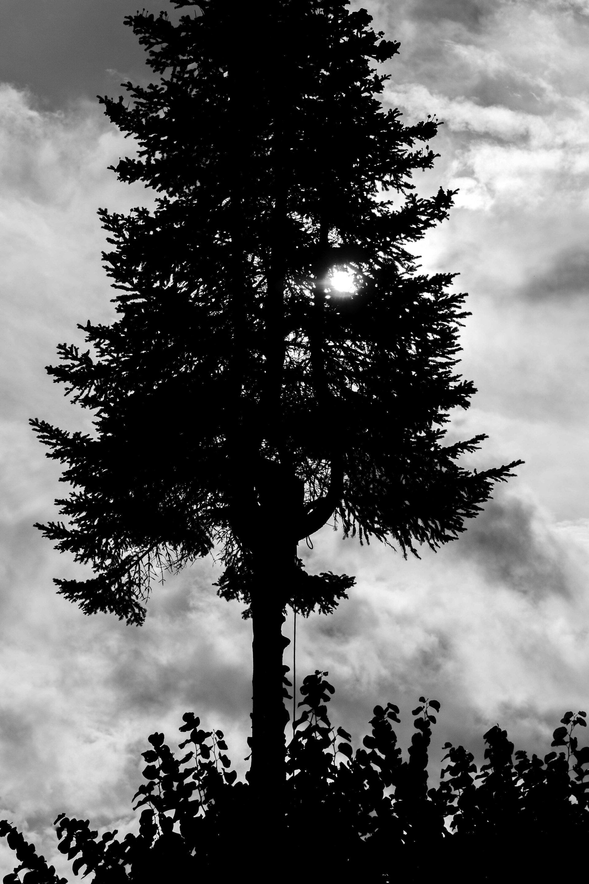 démontage abattage 7