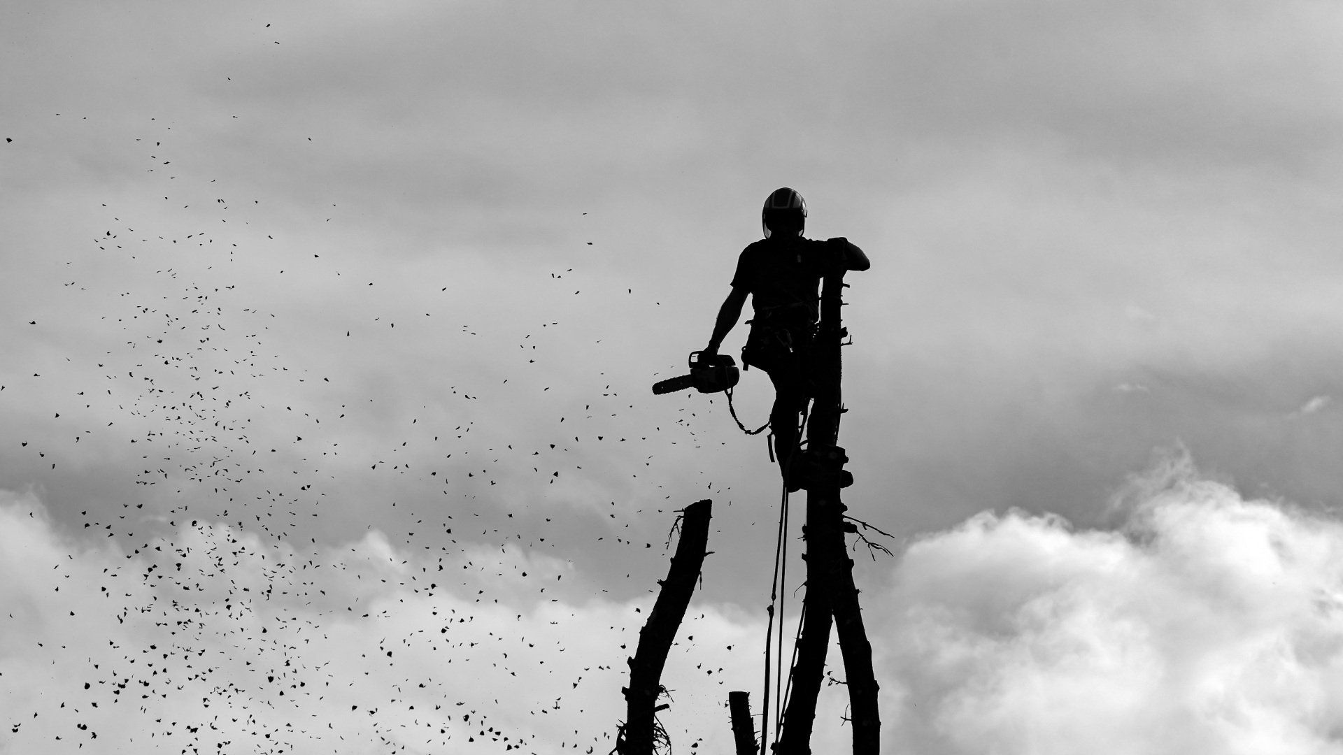 démontage abattage 5