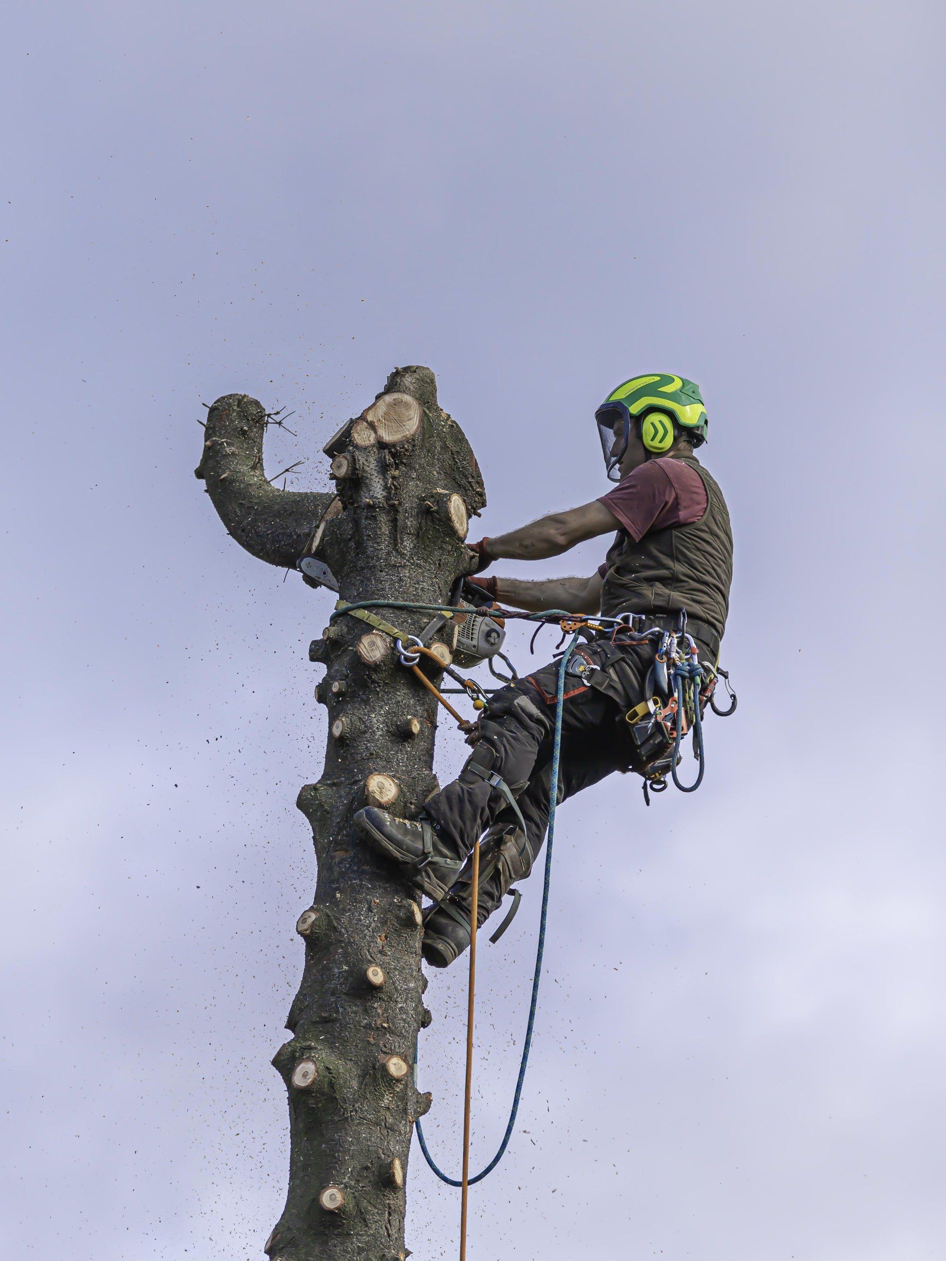 démontage abattage 3