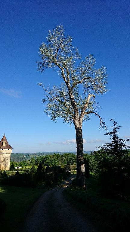 démontage abattage 1