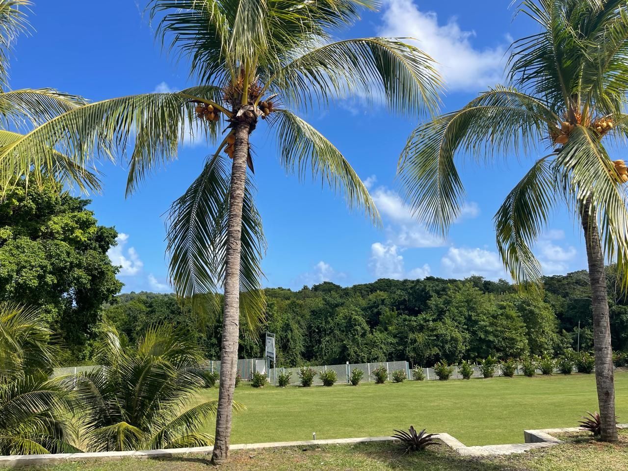 Jardin tropical luxuriant avec palmiers, pelouse verte et ciel bleu parsemé de nuages