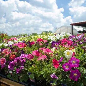Petunias coloridas en flor, bajo un cielo azul nublado.