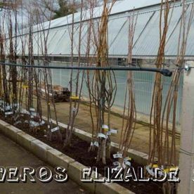 Árboles desnudos alineados en un vivero con un invernadero al fondo.