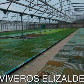 Dentro de un invernadero con filas de plantas en bandejas; texto 