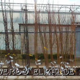 Se venden árboles frutales desnudos, alineados en fila, con etiquetas adheridas a los troncos, en un entorno de vivero.