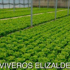 Hileras de plantas de lechuga verde creciendo en un invernadero con el texto 