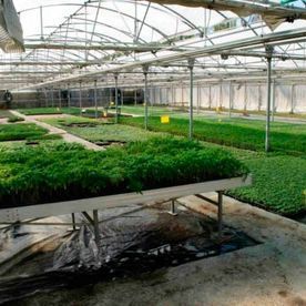 Dentro de un invernadero, filas de plantas verdes crecen en bancos blancos elevados.