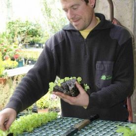 Hombre sosteniendo plántulas de lechuga, de pie en la mesa en el jardín.