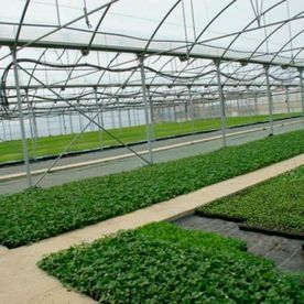 Dentro de un invernadero, filas de plantas verdes crecen bajo una estructura de metal.