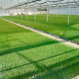 Invernadero con hileras de plantas jóvenes creciendo en el interior.