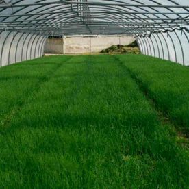 Invernadero lleno de hileras de exuberantes plantas verdes; techo y paredes blancas.