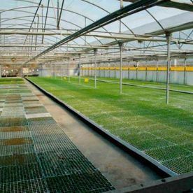 Interior de invernadero con hileras de plantas en crecimiento sobre plataformas metálicas.