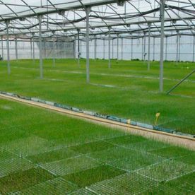 Dentro de un gran invernadero, filas de plantas verdes bajo un marco de metal con sistema de riego.