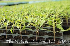 Plantas jóvenes en bandejas de semillero negras, listas para trasplantar.