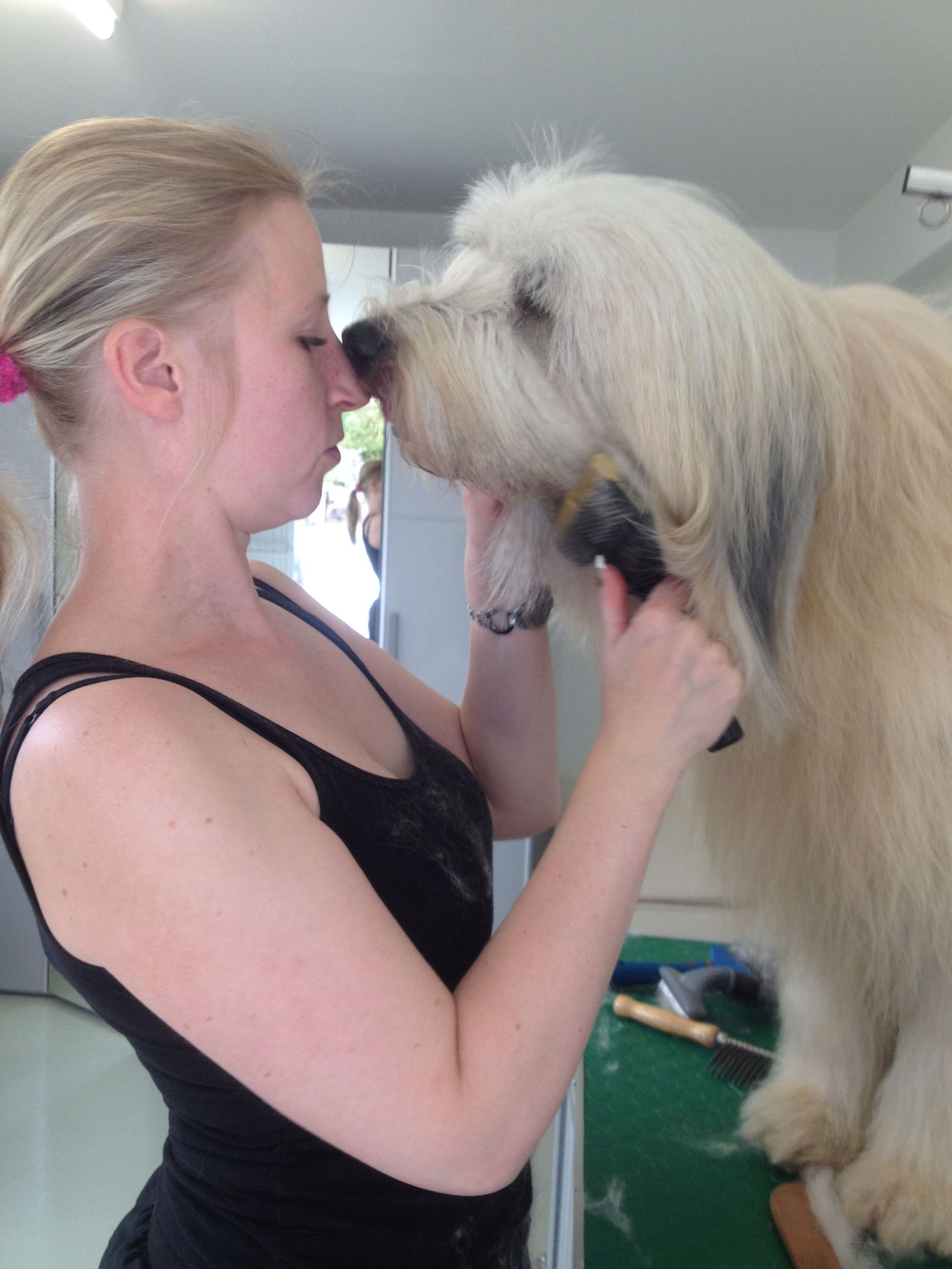 Hunde bürsten - DogGrooming Djambo