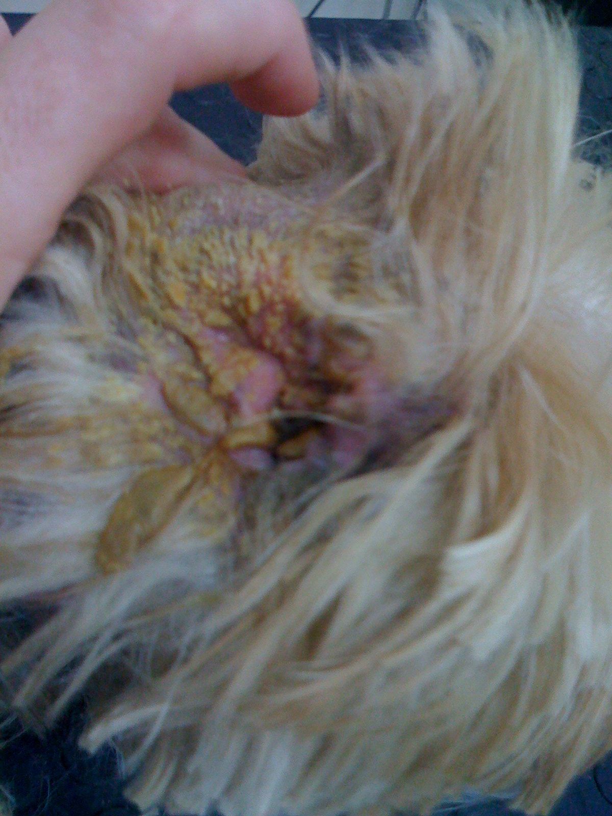 Hunde Ohr - DogGrooming Djambo