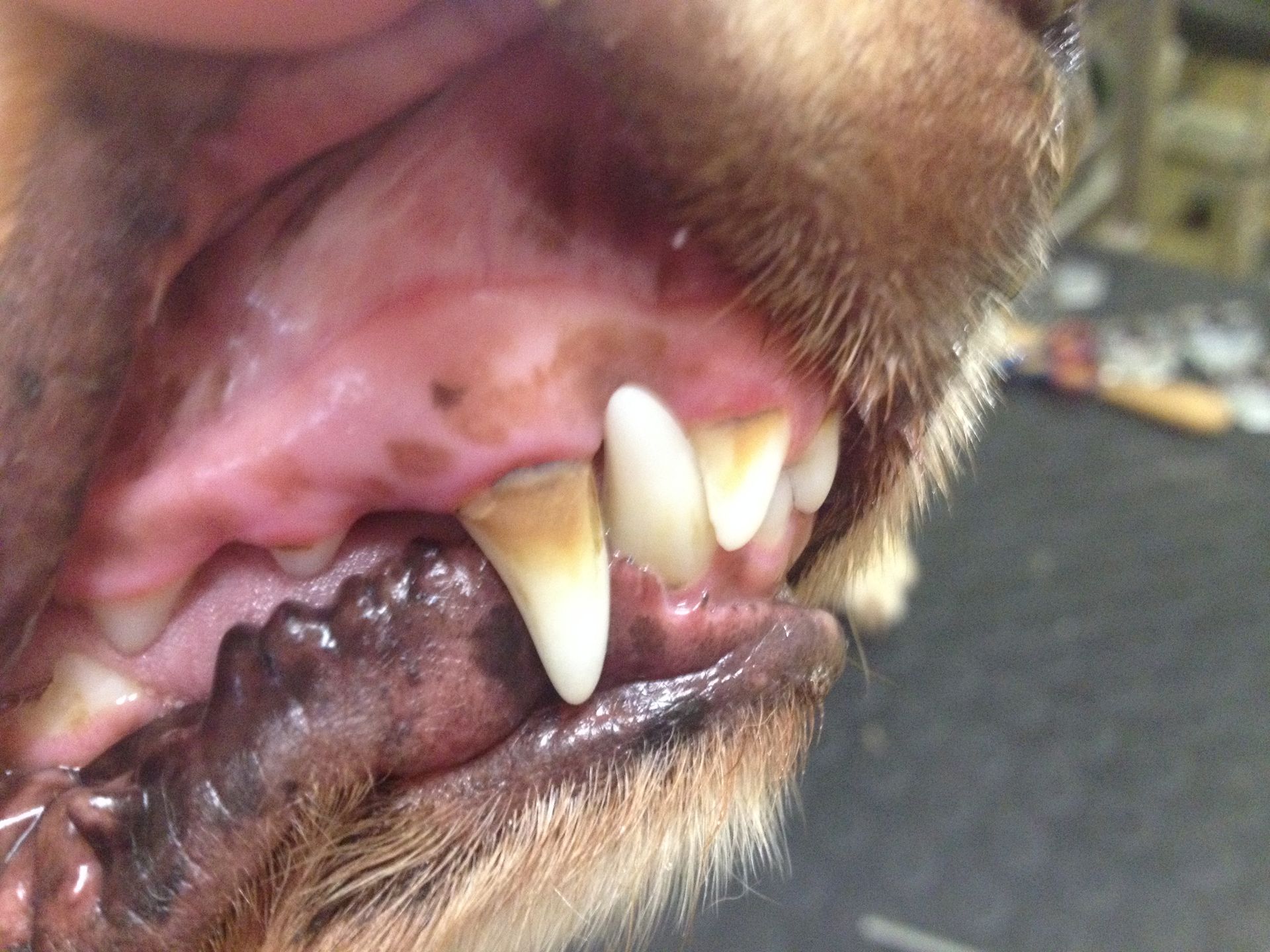 Hundezahnpflege - DogGrooming Djambo