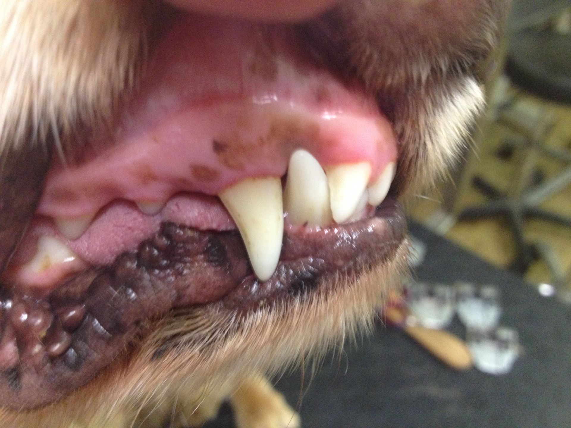 Hundezahnpflege - DogGrooming Djambo