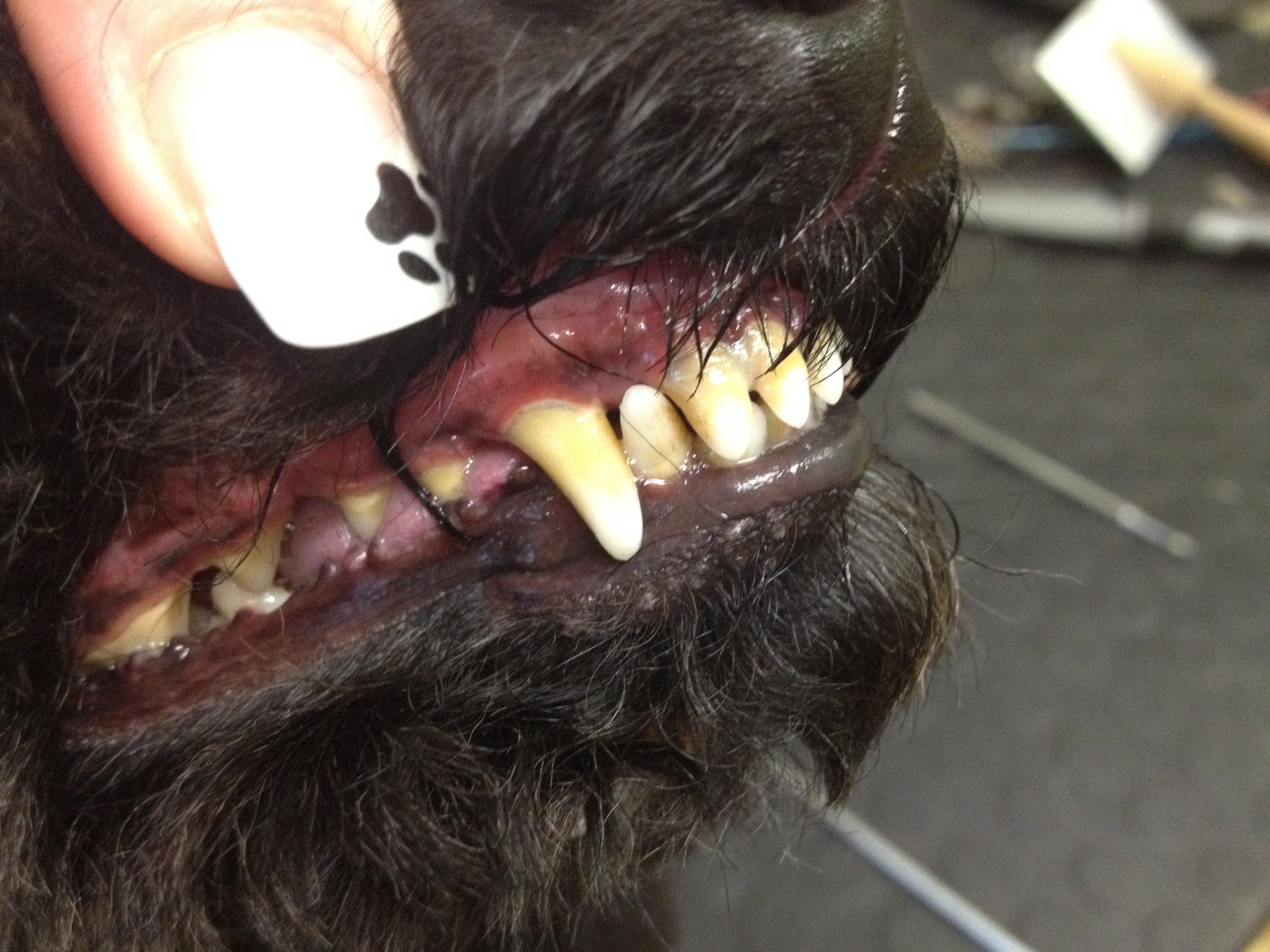 Hundezahnpflege - DogGrooming Djambo