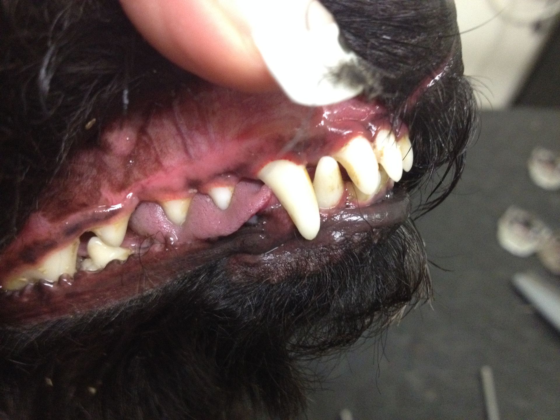 Hundezahnpflege - DogGrooming Djambo