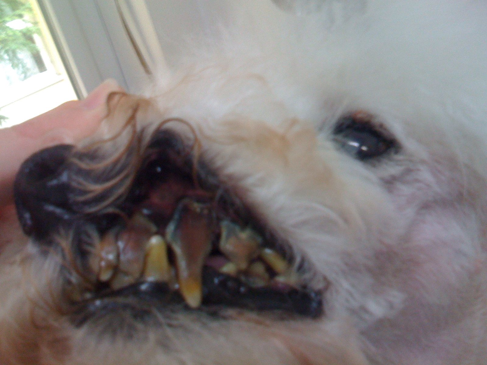 Hundezahnpflege - DogGrooming Djambo