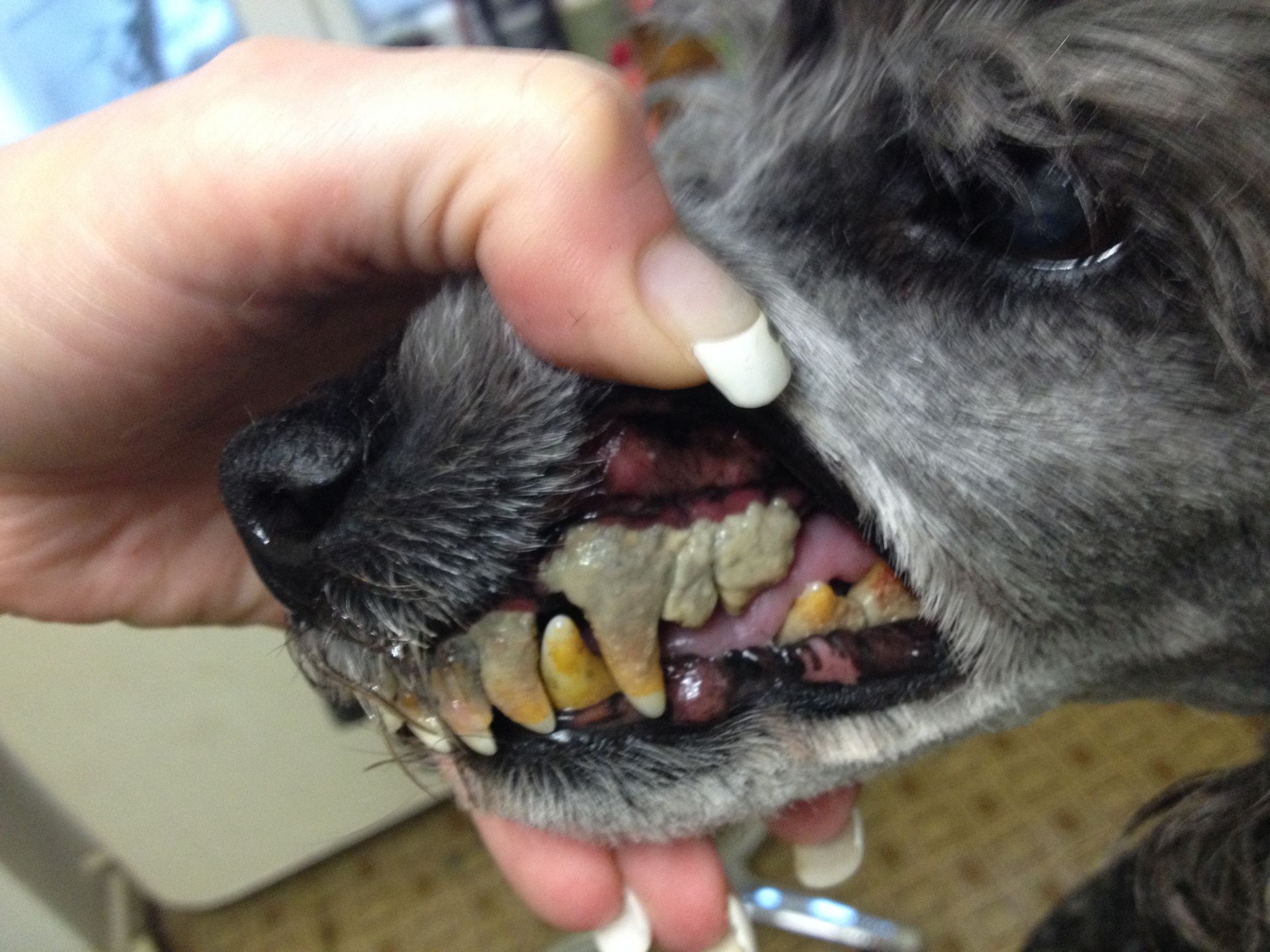 Hundezahnpflege - DogGrooming Djambo