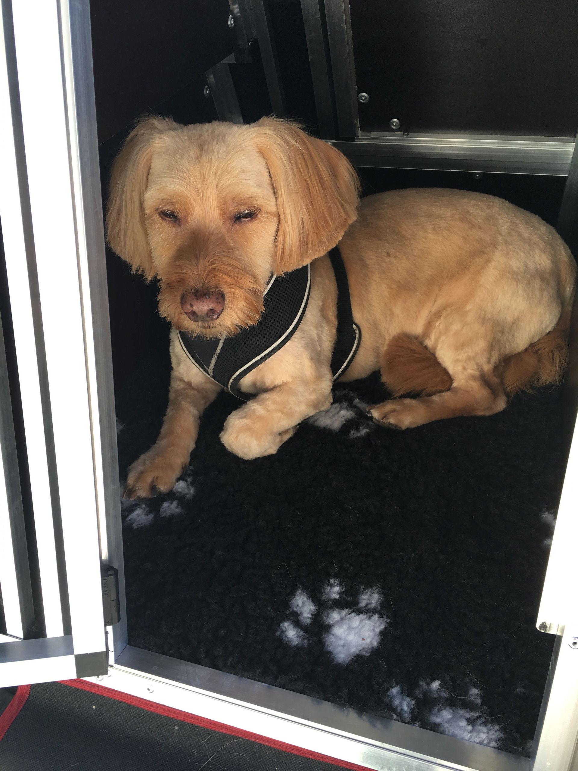 Hundeservice - DogGrooming Djambo