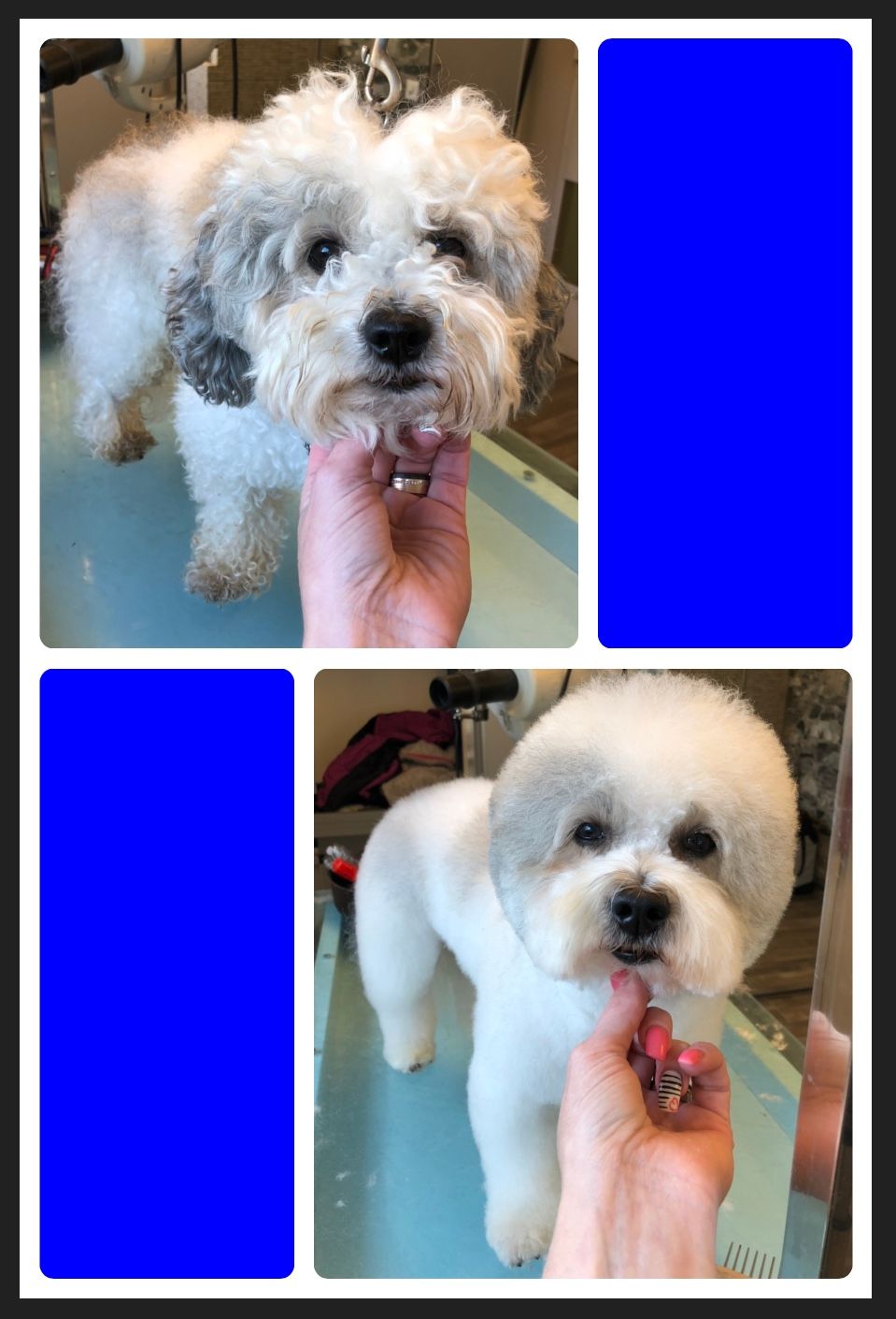 vorher nacher Hundefrisur - DogGrooming Djambo