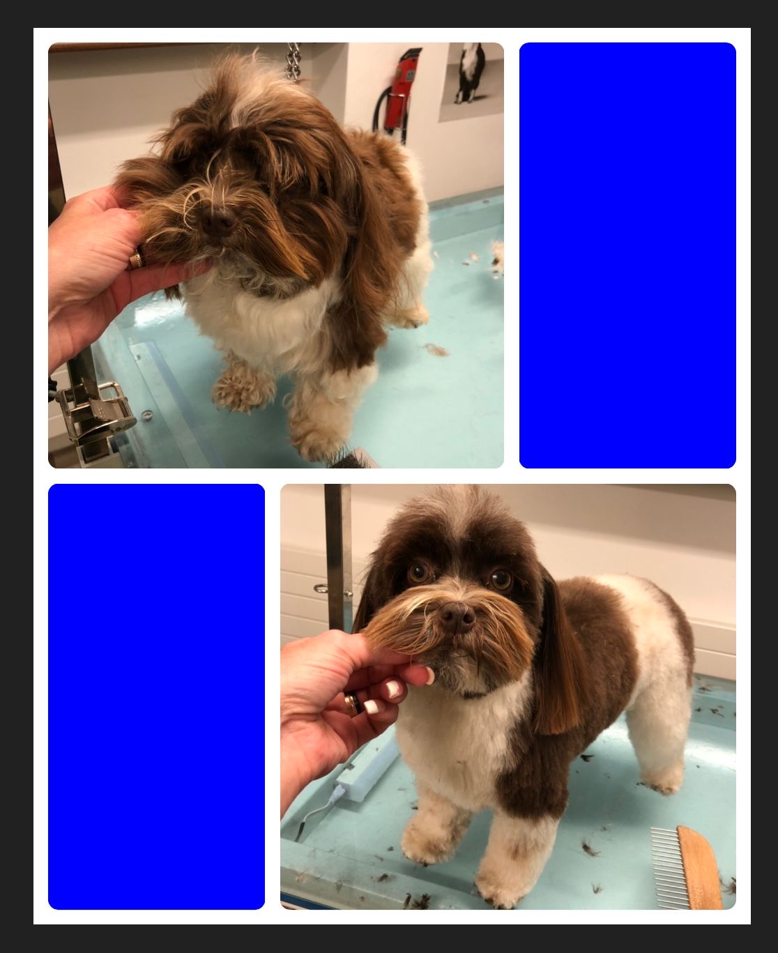 vorher nacher Hundefrisur - DogGrooming Djambo