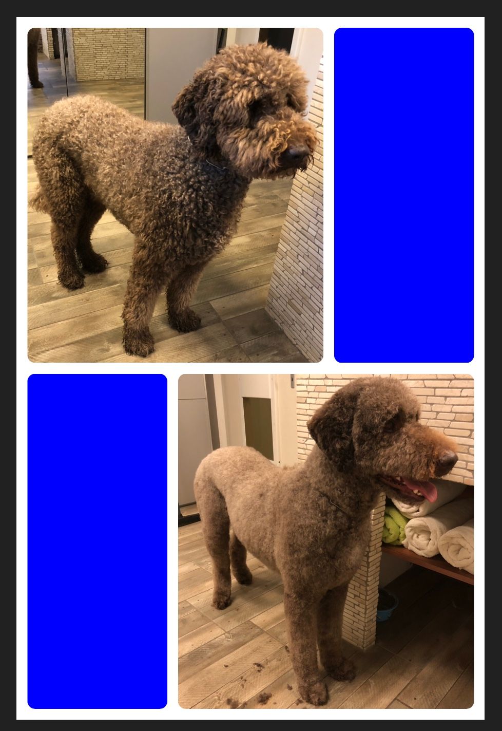 vorher nacher Hundefrisur - DogGrooming Djambo