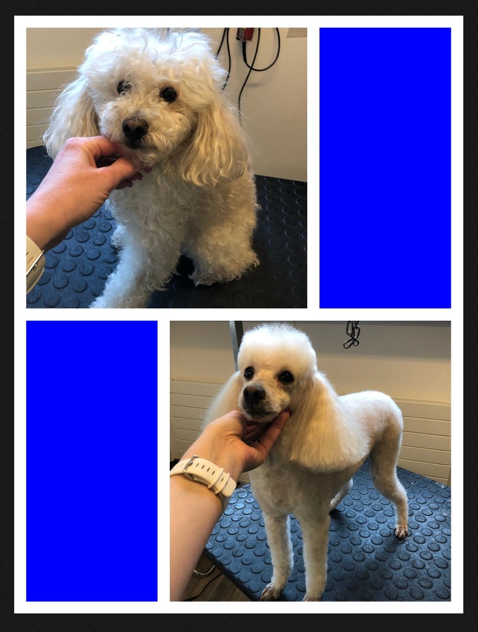 vorher nacher Hundefrisur - DogGrooming Djambo