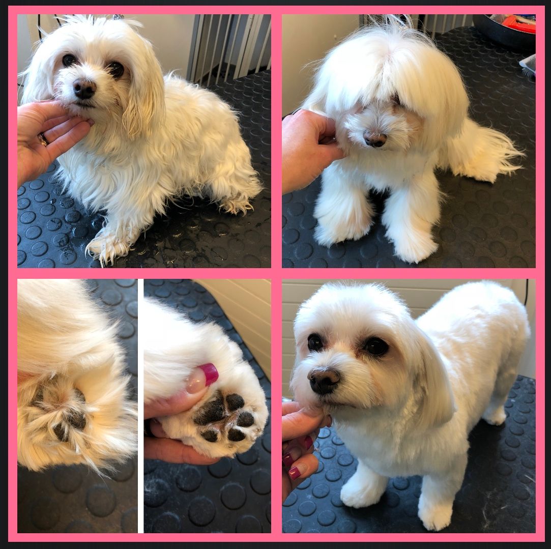 vorher nacher Hundefrisur - DogGrooming Djambo