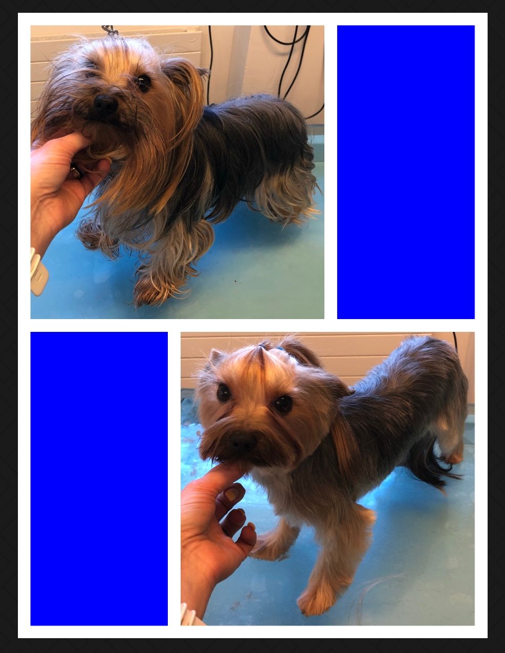 vorher nacher Hundefrisur - DogGrooming Djambo