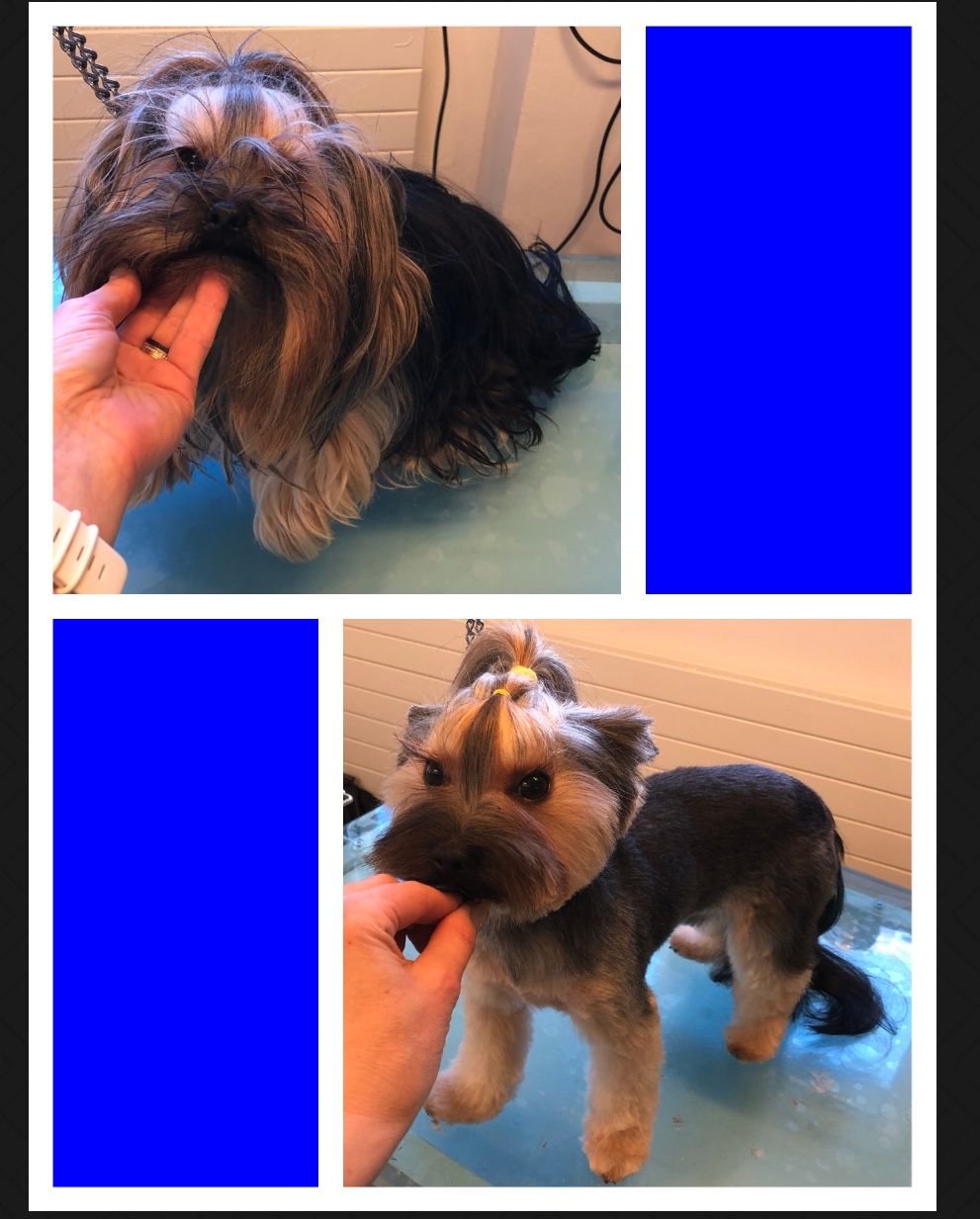 vorher nacher Hundefrisur - DogGrooming Djambo