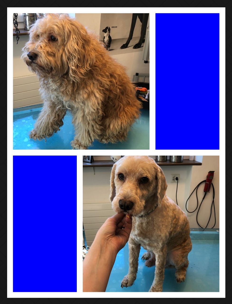 vorher nacher Hundefrisur - DogGrooming Djambo