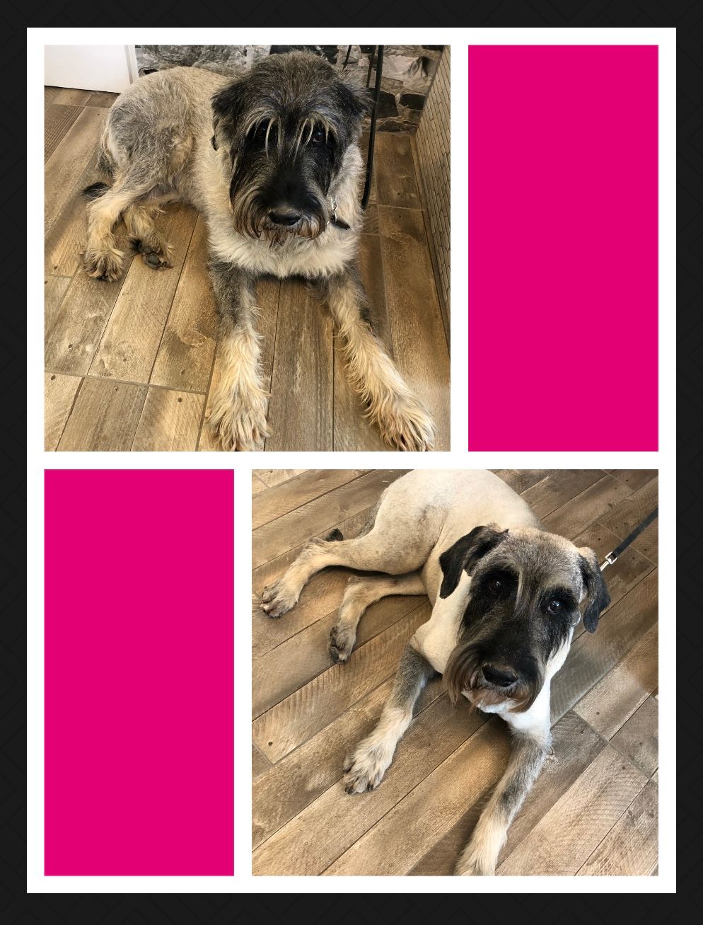 vorher nacher Hundefrisur - DogGrooming Djambo