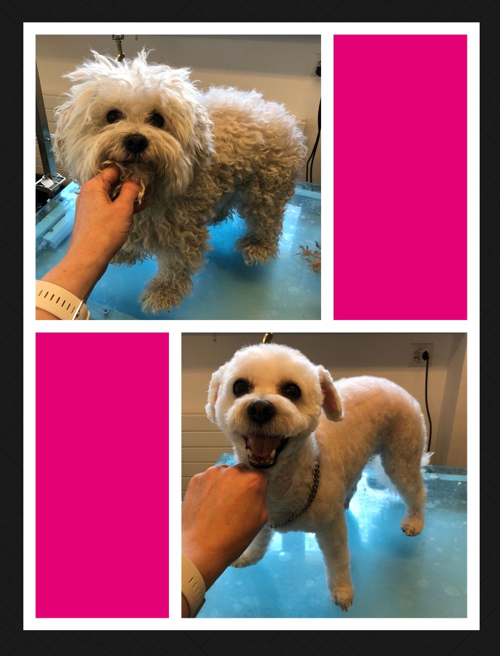 vorher nacher Hundefrisur - DogGrooming Djambo