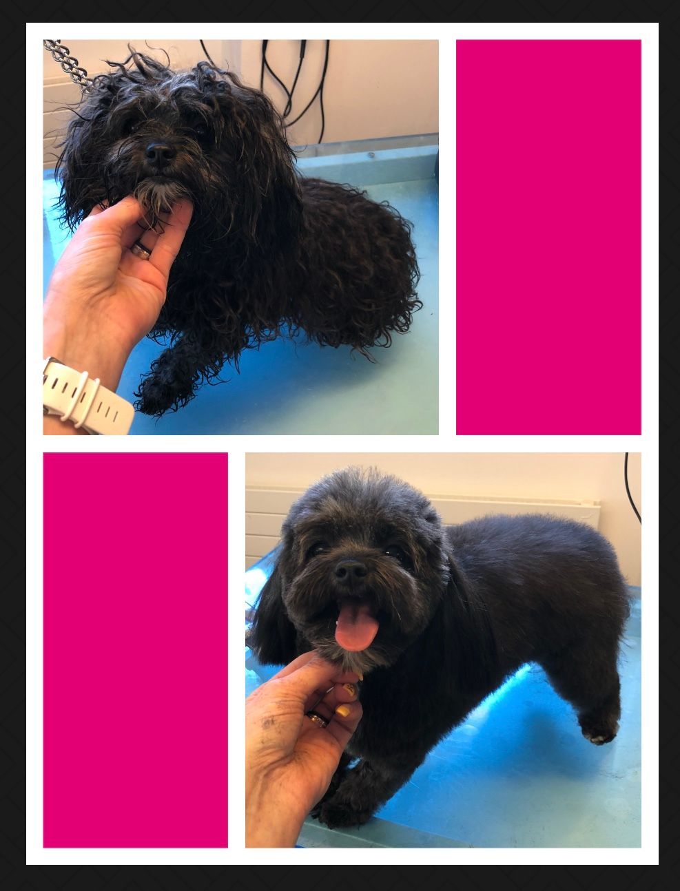 vorher nacher Hundefrisur - DogGrooming Djambo